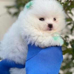 Pomeranian Puppies from POMERLAND exotic Pomeranians of Orlando