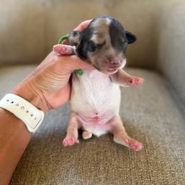 Graham Green - Piebald male Dachshund puppy in Stockton, California from Dairy Creek Dachshunds
