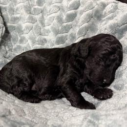 Binx - Black male Poodle puppy in Bakersfield, California from Pedigree Poodles
