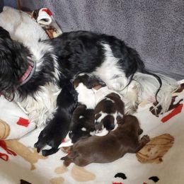 Shih Tzu Puppies from Furever Hometown Shih Tzu