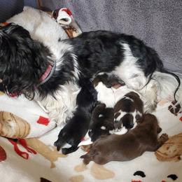 Shih Tzu Puppies from Furever Hometown Shih Tzu