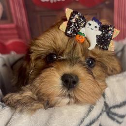 Heidi - Red sable female Havanese puppy in Clermont, Florida from Country Sweet Havanese and Creative Coaching