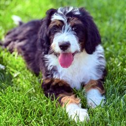 River - female Australian Mountain Doodle puppy in Sterling, Colorado from North 40 Doodles