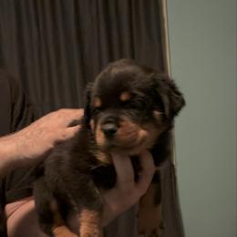 Girl 4 - Black and mahogany female Rottweiler puppy in Detroit, Michigan from Dark Storm Kennels