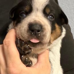 -Girl 2 - Blue female Australian Cattle Dog puppy in Kaufman, Texas from Emberwick Ranch