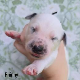 Phinny - LUA long coat - White and black male Dalmatian puppy in Jefferson, Georgia from Spotted Jewels Dalmatians