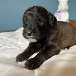 Aussiedoodle and Cockapoo Puppies from Sassy Bob’s Designer Dogs