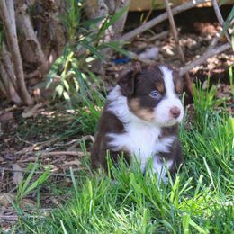 Australian Shepherd Puppies from Dream E River Ranch