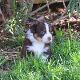 Australian Shepherd Puppies from Dream E River Ranch