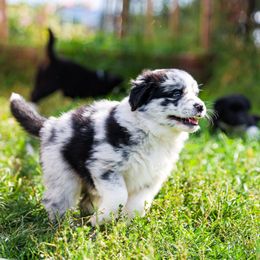 Australian Shepherd and Miniature Australian Shepherd Puppies from Black Hills Aussies