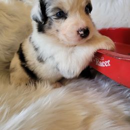 Australian Shepherd Puppies from Red Wagon Aussies