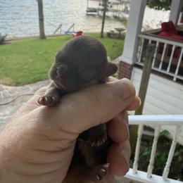 Puppy 2 - Red brindle male Pekingese puppy in Mabank, Texas from Peke Lovers of Texas