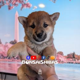 NIMO - Red male Shiba Inu puppy in Minnesota from BonsaiShibas