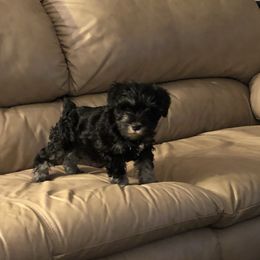 Miniature Schnauzer Puppies from Parsons’ Kennels