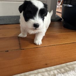 Dot - Black and white female Coton de Tulear puppy in Vancouver, Washington from Uptown Cotons