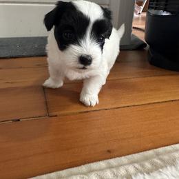 Dot - Black and white female Coton de Tulear puppy in Vancouver, Washington from Uptown Cotons
