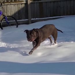 American Bully puppies from PlayHouse Bullies