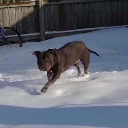 American Bully puppies from PlayHouse Bullies