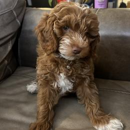 Star - Red  female Goldendoodle puppy in La Verne, California from Marshall Goldendoodles