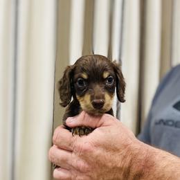 Girl 6 - Chocolate and cream Dachshund puppy in Duke, Oklahoma from Johnson Prairie Pups