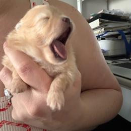 Light green - Cream sable parti male Pomeranian puppy in Cheektowaga, New York from Buffalo Pomeranians 716