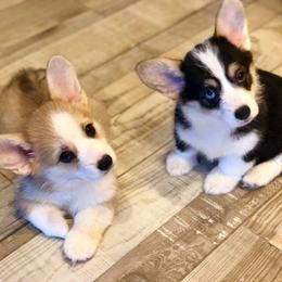 Pembroke Welsh Corgis from Zion Corgis