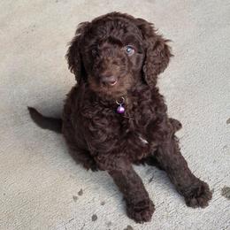 Dixie-lavender collar - Brown female Bernedoodle puppy in Aurora, Colorado from Simply Amazing Doodles