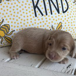 Nutella - Cream female Dachshund puppy in Dobson, North Carolina from Oakleys Dachshund Haven