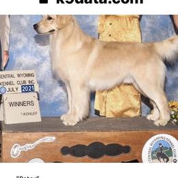 Golden Retriever and Shetland Sheepdog Puppies from Mejimo