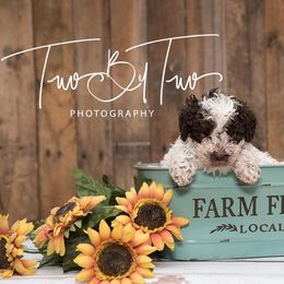 Lagotto Romagnolo Puppies from Two By Two Lagotto
