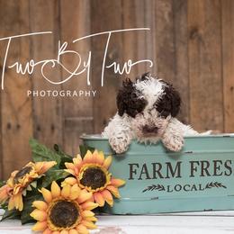 Lagotto Romagnolo Puppies from Two By Two Lagotto