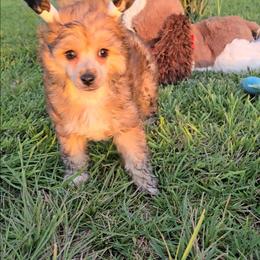 Bianca Long Star Angel - Apricot female Chinese Crested puppy in Amarillo, Texas from Victoria's Chinese Cresteds Long Star Angels