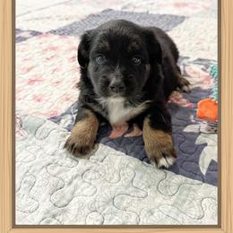 Purebred Mini-Aussie - Black male Miniature Australian Shepherd puppy in Pensacola, Florida from TNT MINI AUSSIES