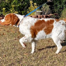 Brittany All Grown Up from Winding Branch Kennel