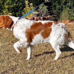 Brittany All Grown Up from Winding Branch Kennel