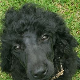 Poodle Puppies from Angel's Star Poodles