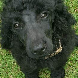 Poodle Puppies from Angel's Star Poodles
