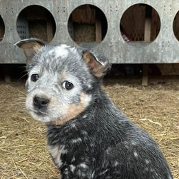 Australian Cattle Dogs from Kimble ACD’s