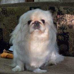 Angel - Pekingese