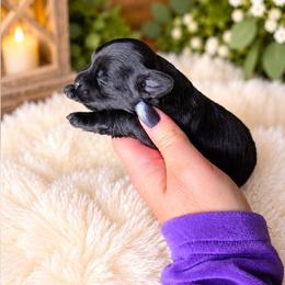 Mystery Maggie - Black gold and white female Shihpoo puppy in Delphos, Ohio from Route 66 Puppies