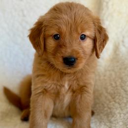 Barqs - Dark golden male Golden Retriever puppy in La Verne, California from 4LoveofGoldens