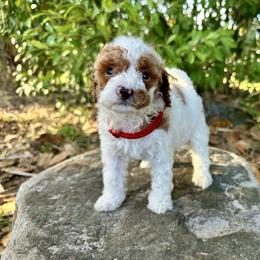 Red Collar - Parti female Goldendoodle puppy in Cocoa, Florida from Leopard n Lace Doodles