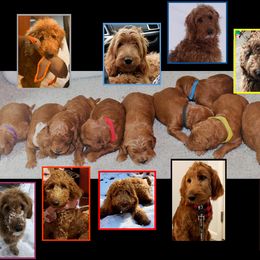 Goldendoodle Puppies from Kzoo Goldendoodles
