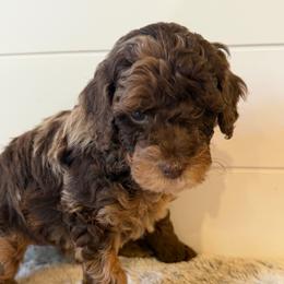 Purple Collar Girl - Merle female Goldendoodle puppy in San Augustine, Texas from Vintage Doodles