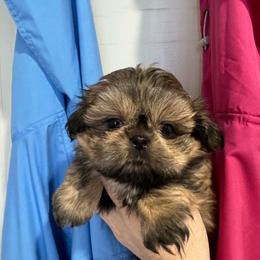 Carter - Sable male Shih Tzu puppy in Spring, Texas from Precious Tzu Crew