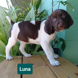 Luna - Liver and white female German Shorthaired Pointer puppy in Elberta, Alabama from Old Orchard Farm