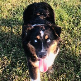 Koko  - Miniature Australian Shepherd