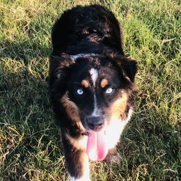 Koko  - Miniature Australian Shepherd