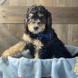 Australian Labradoodle and Bernedoodle Puppies from Frosty & Ginger Co Home of Doodles