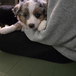 Boy 3 - Blue merle male Miniature American Shepherd puppy in Dayville, Connecticut from Sterling Acres
